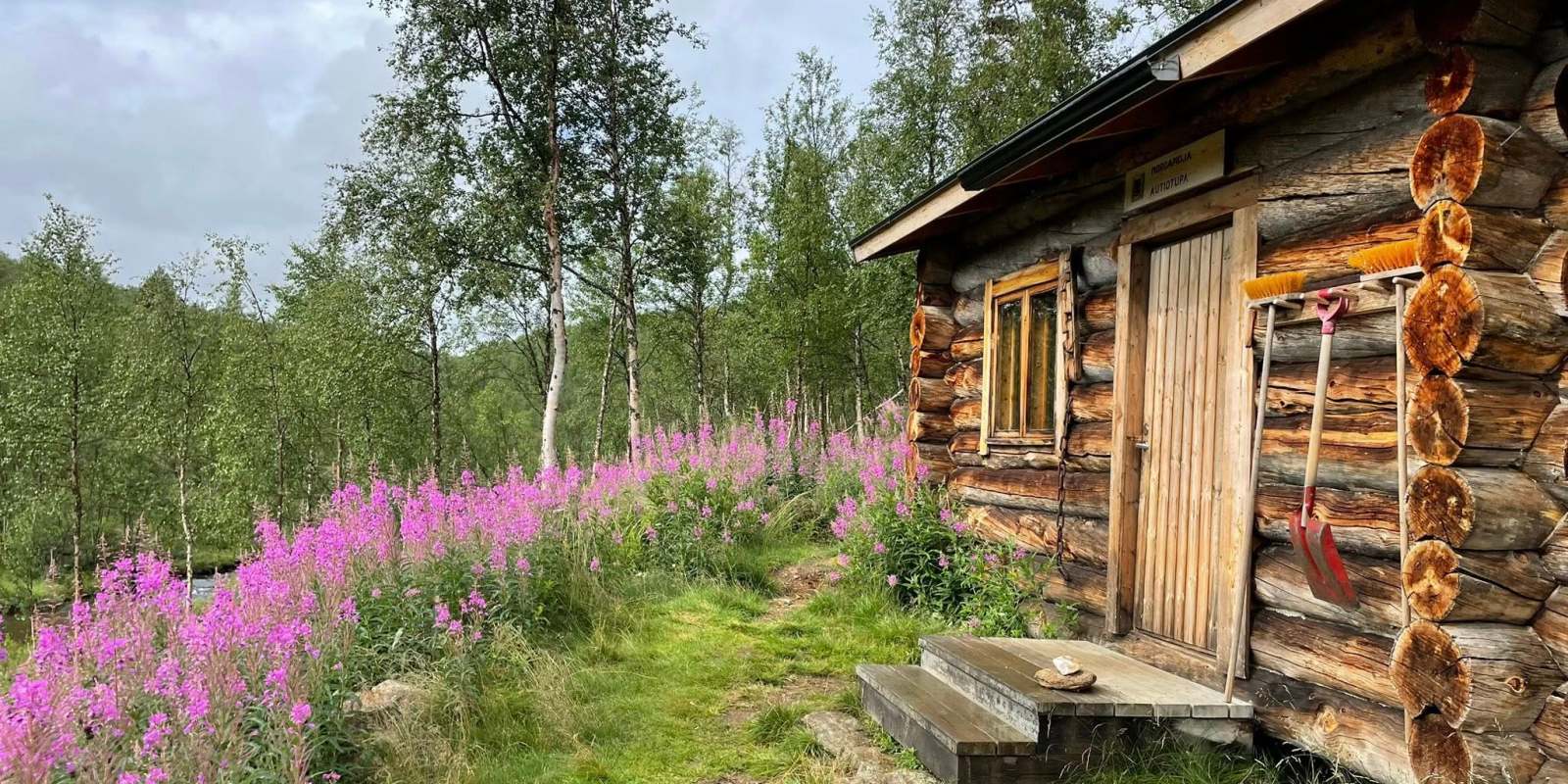 Morgamoja Cottage in Lemmenjoki National Park, surrounded by magenta fireweed blossoms.